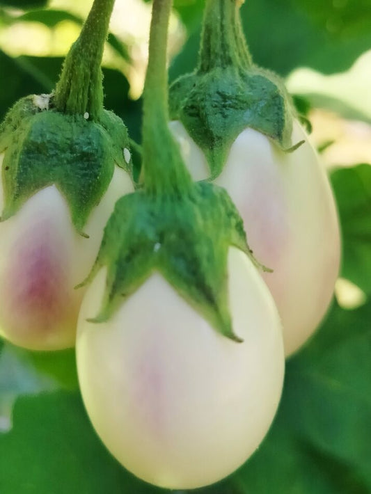 Eggplant - Agni
