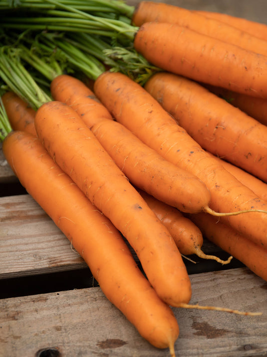 Carrot - Nongpoh