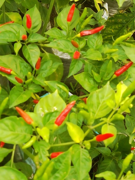 พริก พันธุ์คีตะลักษมี
