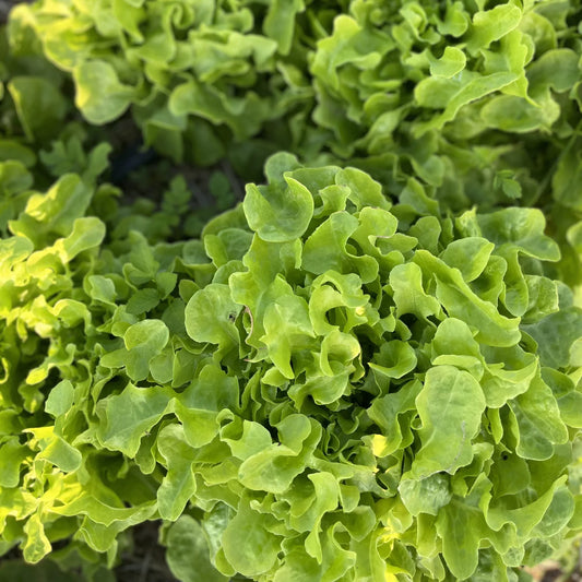Lettuce - Green Oak