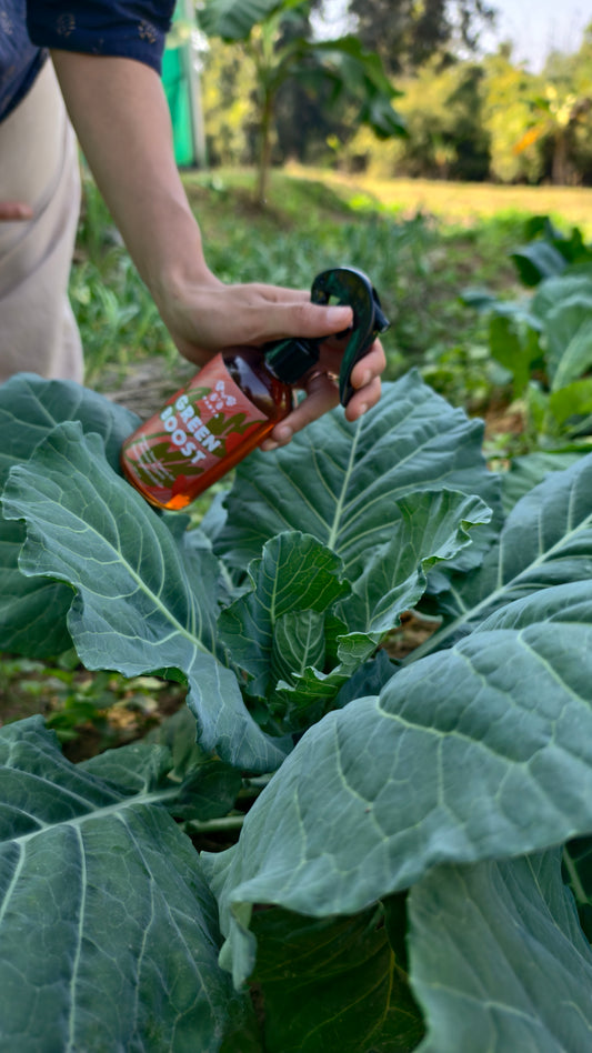 GreenBoost - Energize Your Plants for Maximum Growth and Vitality