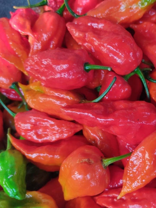 King Chilli - Bhut Jolokia (Ghost Pepper)