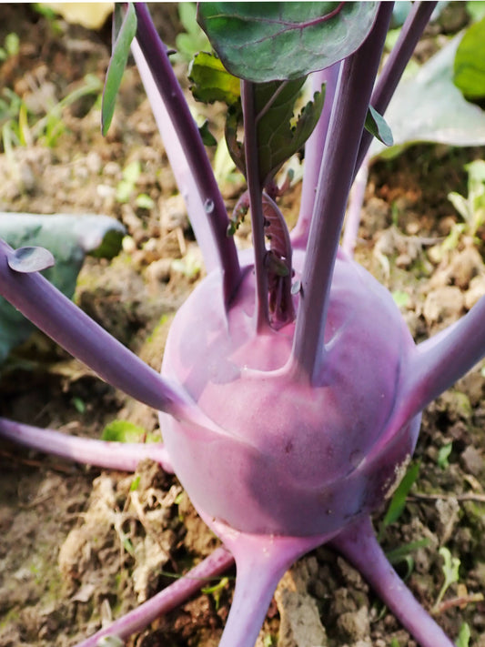 Kohlrabi - Barail