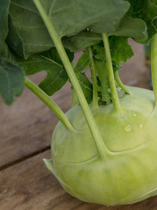 Kohlrabi - Kanchan