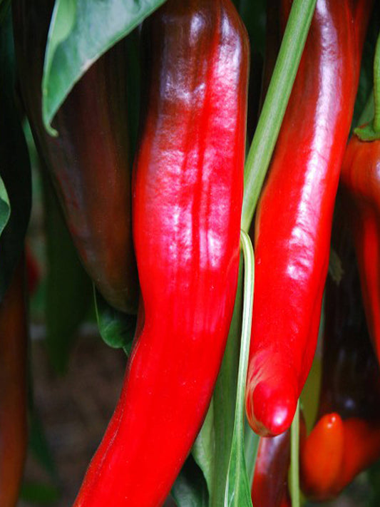 Capsicum - Krishna