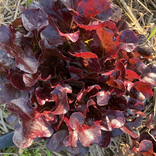Lettuce - Red Oak