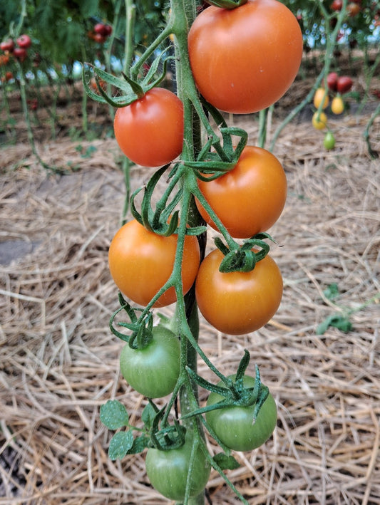 SWEET ORANGE TOMATO
