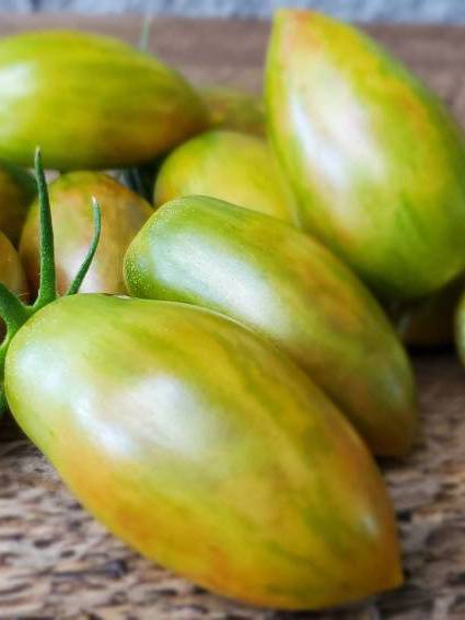 GOLDEN DAWN TOMATO