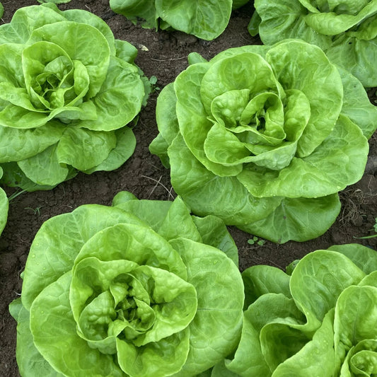 Lettuce - Green Butterhead