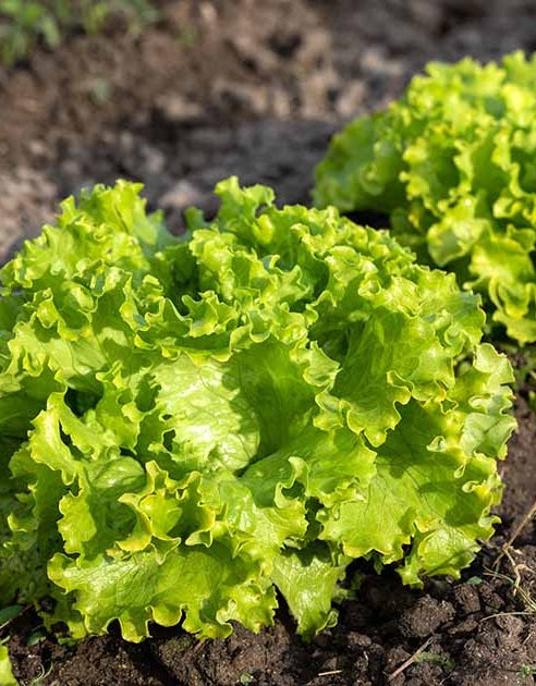 Lettuce - Batavia Green