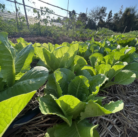 Lettuce - Green Cos