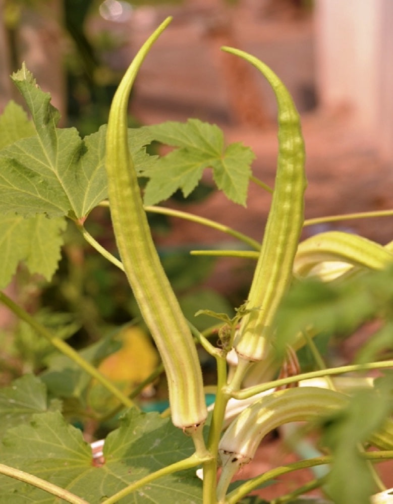 Certified Organic Heirloom Okra Seeds Elephant Husk Variety Thailand certified-organic-heirloom-okra-seeds-elephant-husk-variety-thailand