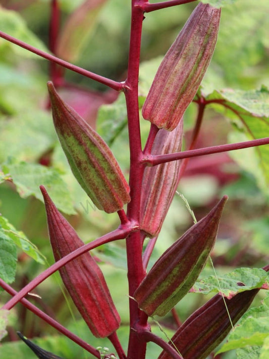 Okra - Double Color