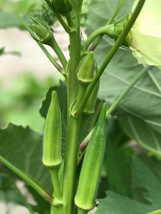 Okra - Green Ladys Finger