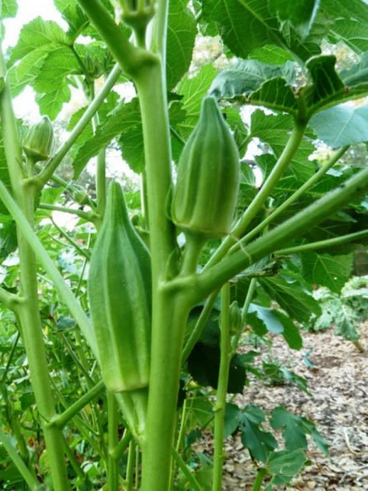 Okra - Green Star
