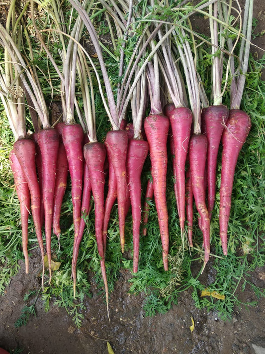 Carrot - Purple Long
