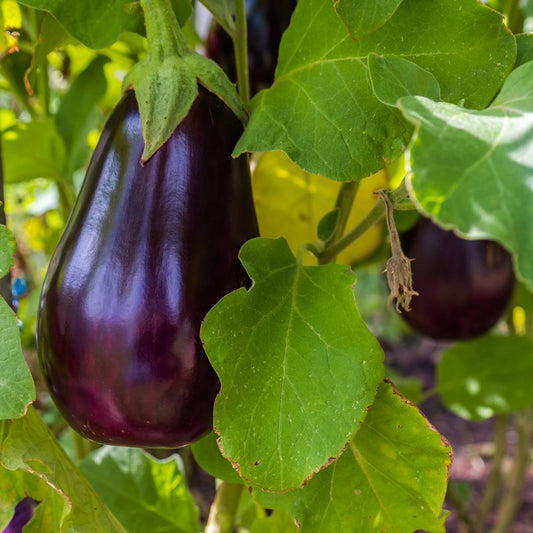 Eggplant - Purple