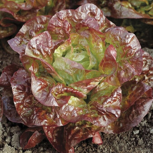 Lettuce - Red Butterhead