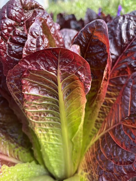 Lettuce - Red Cos
