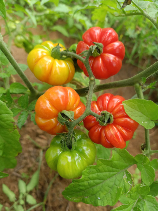 Tomato - African Togo