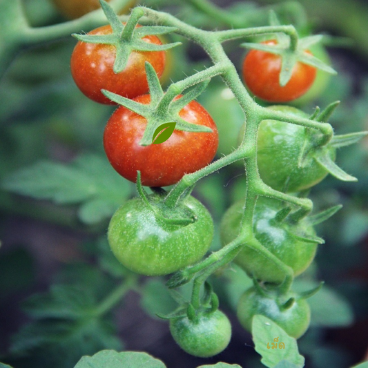 Red Cherry Tomato