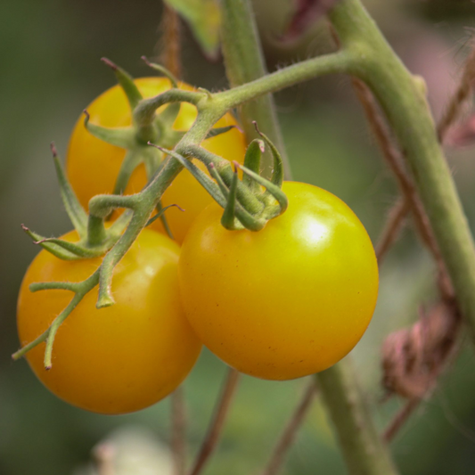 GOLDEN JUBILEE TOMATO