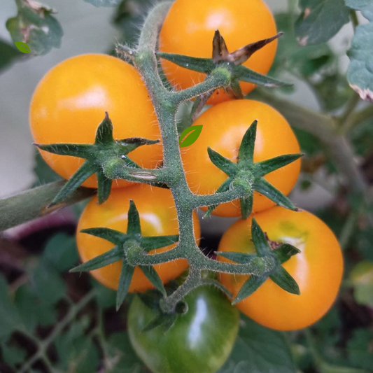YELLOW CHERRY TOMATO