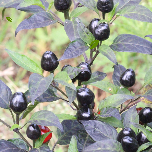 BLACK QUEEN CHILI