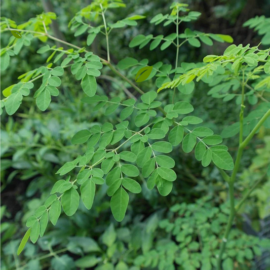 MORINGA (DRUMSTICK)