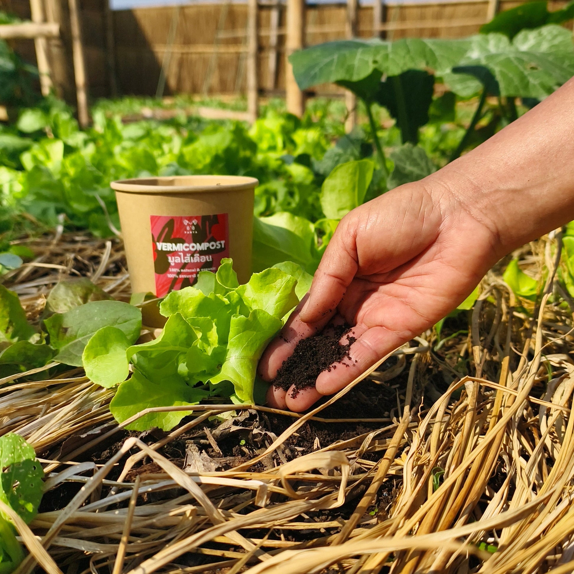 vermicompost for potted plants Vermicompost