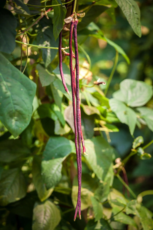 Red Yard Long Bean