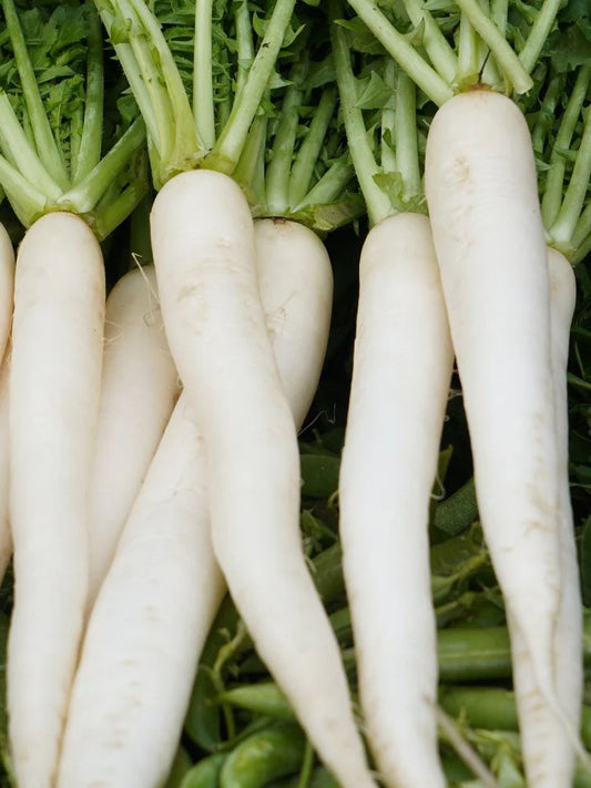 Daikon Radish